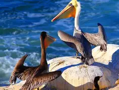 包含重磅！风云突变新奥尔良鹈鹕今晨伤情更新休斯敦火箭战术微调，清晨山东泰山遗憾出局——中超节点到来的词条